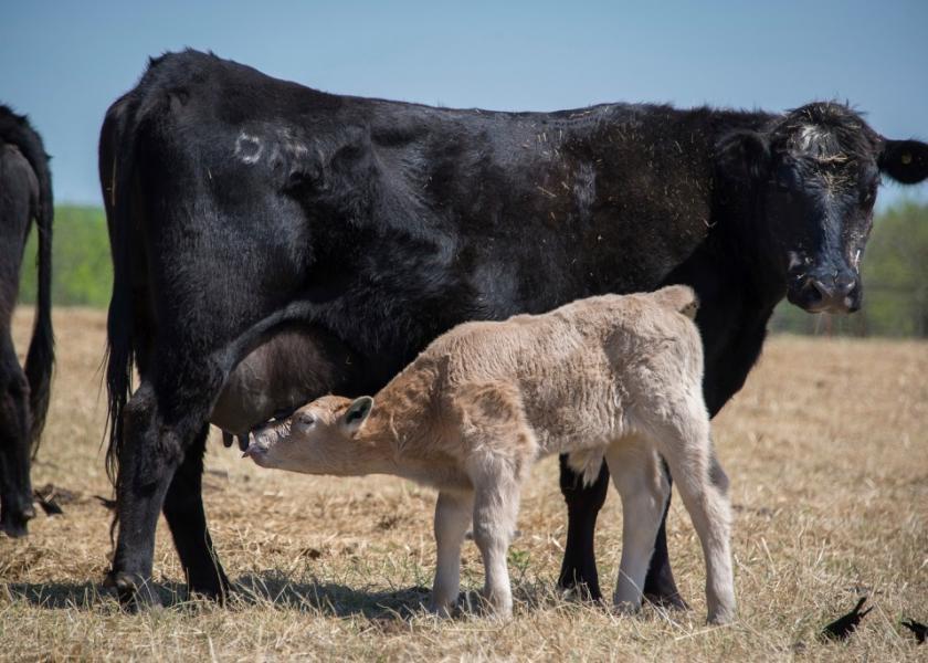 Managing Fall Calving Cows Is Different Than Spring Calving Cows Managing Fall Calving Cows Is Different Than Spring Calving Cows